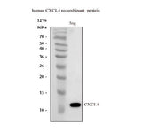 Anti-Platelet factor 4 PF4 Antibody Picoband® Boster Bio