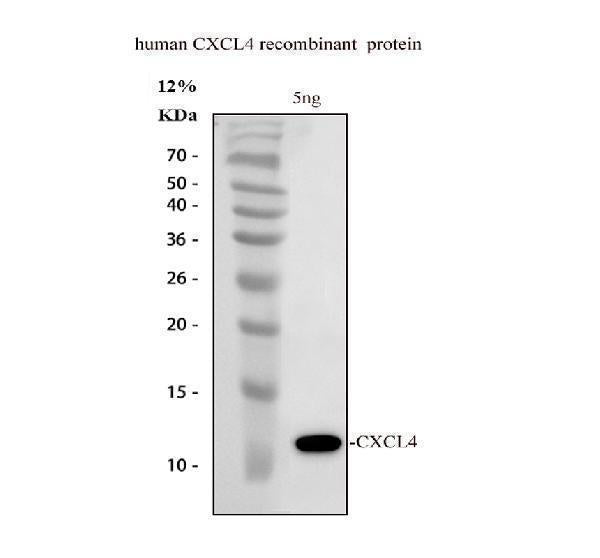 Anti-Platelet factor 4 PF4 Antibody Picoband® Boster Bio