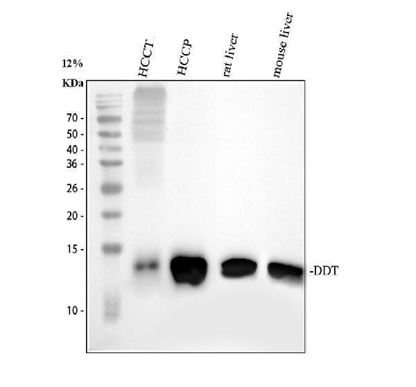 Anti-D-dopachrome decarboxylase DDT Antibody Picoband® Boster Bio