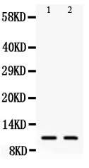 Anti-Eotaxin 3/CCL26 Antibody Picoband® Boster Bio