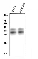 Anti-SFTPA1 Antibody Picoband® Boster Bio