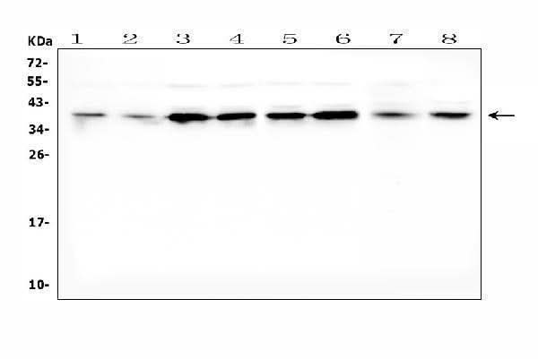 Anti-Dickkopf-related protein 1 DKK1 Antibody Picoband® Boster Bio