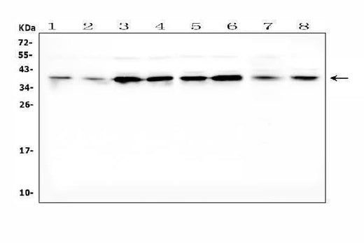 Anti-Dickkopf-related protein 1 DKK1 Antibody Picoband® Boster Bio