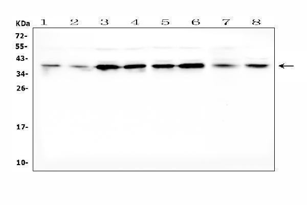 Anti-Dickkopf-related protein 1 DKK1 Antibody Picoband® Boster Bio