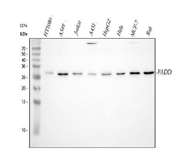 Anti-FADD Antibody Picoband® Boster Bio
