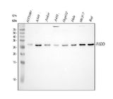 Anti-FADD Antibody Picoband® Boster Bio