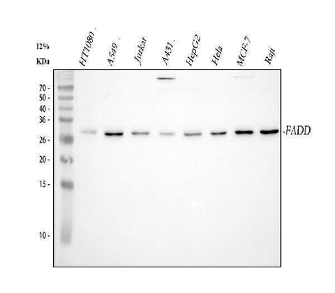 Anti-FADD Antibody Picoband® Boster Bio