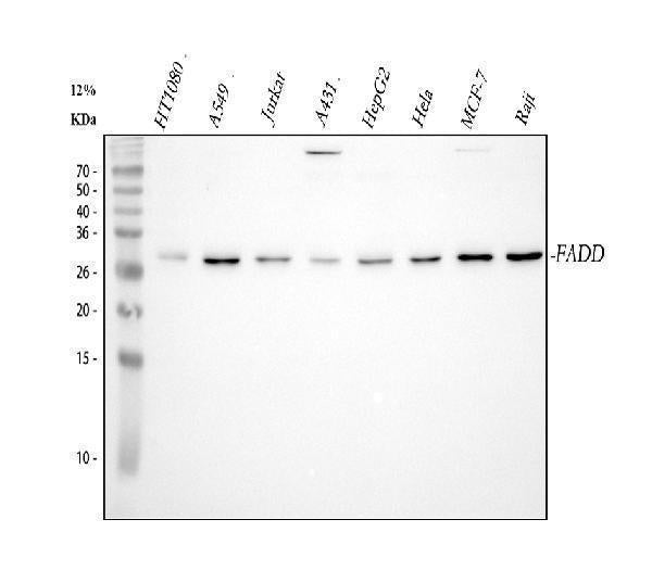 Anti-FADD Antibody Picoband® Boster Bio
