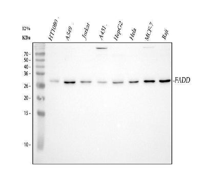 Anti-FADD Antibody Picoband® Boster Bio
