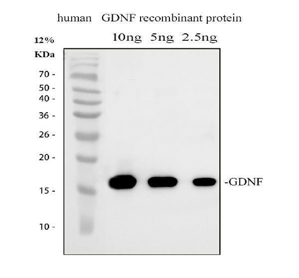 Anti-GDNF Antibody Picoband® Boster Bio