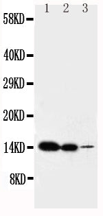 Anti-Interleukin-2 IL2 Antibody Picoband® Boster Bio