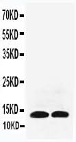 Anti-Interleukin-13 IL13 Antibody Picoband® Boster Bio