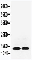 Anti-Interleukin-13 IL13 Antibody Picoband® Boster Bio