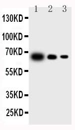 Anti-IL23 P19/IL23A Antibody Picoband® Boster Bio