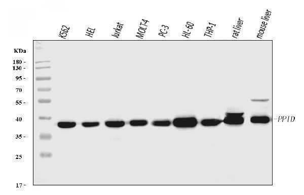 Anti-PPID Antibody Picoband® Boster Bio
