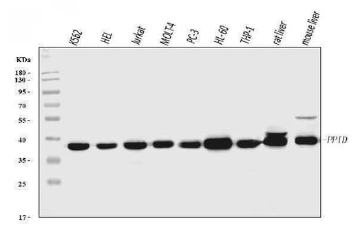 Anti-PPID Antibody Picoband® Boster Bio