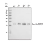 Anti-survivin/BIRC5 Antibody Picoband® Boster Bio