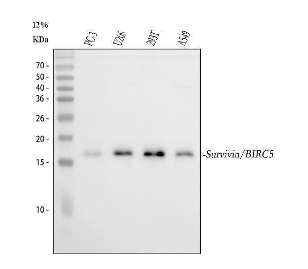 Anti-survivin/BIRC5 Antibody Picoband® Boster Bio