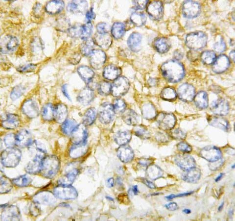 Anti-AIMP2/p38 Antibody Picoband® Boster Bio
