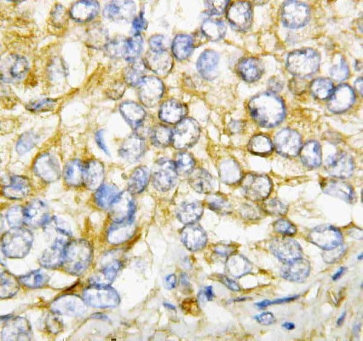 Anti-AIMP2/p38 Antibody Picoband® Boster Bio