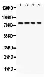 Anti-Tau/MAPT Antibody Picoband® Boster Bio