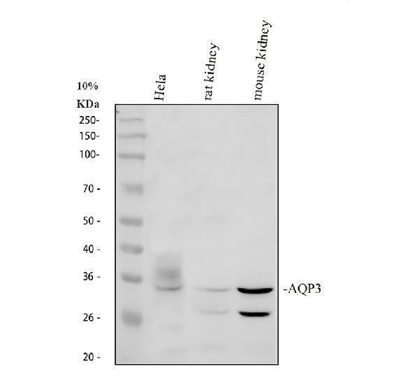 Anti-Aquaporin 3/AQP3 Antibody Picoband® Boster Bio