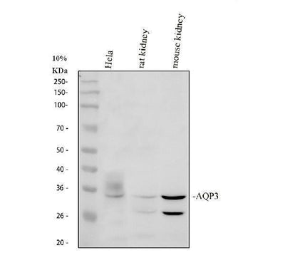 Anti-Aquaporin 3/AQP3 Antibody Picoband® Boster Bio