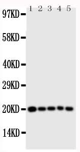 Anti-Caspase 4/CASP4 Antibody Picoband® Boster Bio