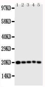 Anti-Caspase 4/CASP4 Antibody Picoband® Boster Bio