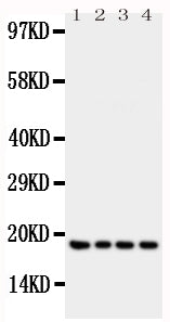 Anti-Interferon gamma/IFNG Antibody Picoband® Boster Bio