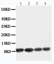 Anti-Apelin/APLN Antibody Picoband® Boster Bio