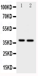 Anti-MCL1 Antibody Picoband® Boster Bio