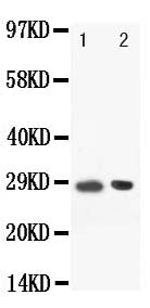 Anti-BOB1/POU2AF1 Antibody Picoband® Boster Bio