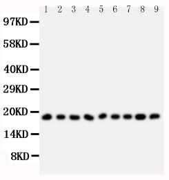 Anti-Ribonuclease A/RNASE1 Antibody Picoband® Boster Bio