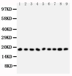Anti-Ribonuclease A/RNASE1 Antibody Picoband® Boster Bio