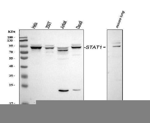 Anti-STAT1 Antibody Picoband® Boster Bio