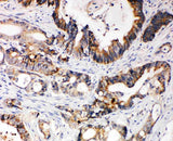 Anti-XIAP Antibody Picoband® Boster Bio