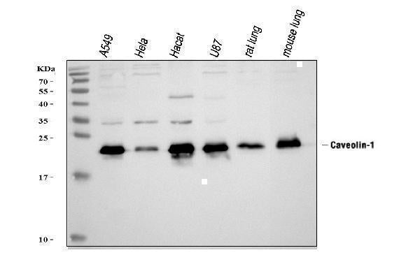 Anti-Caveolin-1/CAV1 Antibody Picoband® Boster Bio