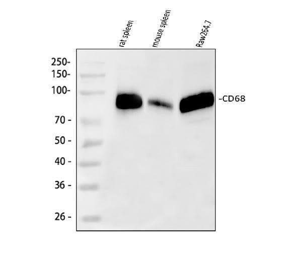 Anti-Macrosialin CD68 Antibody Picoband® Boster Bio