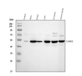 Anti-CaMKK/CAMKK1 Antibody Picoband® Boster Bio