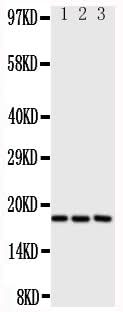 Anti-I-309/CCL1 Antibody Picoband® Boster Bio