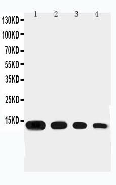 Anti-Eotaxin/CCL11 Antibody Picoband® Boster Bio