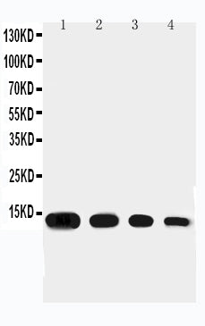 Anti-Eotaxin/CCL11 Antibody Picoband® Boster Bio