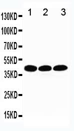 Anti-TATA binding protein TBP Antibody Picoband® Boster Bio