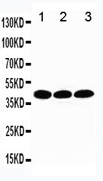 Anti-TATA binding protein TBP Antibody Picoband® Boster Bio