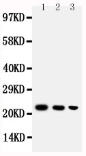 Anti-BAFF/TNFSF13B Antibody Picoband® Boster Bio