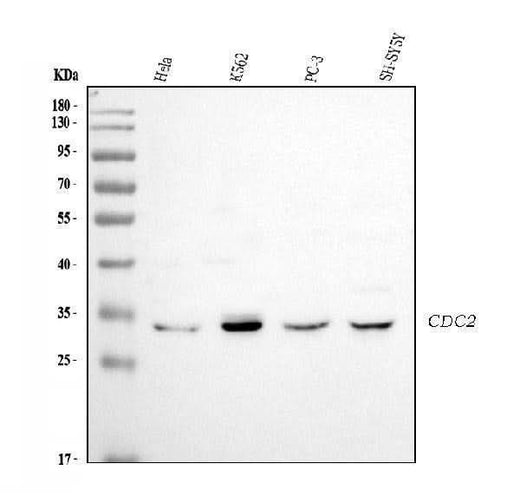 Anti-Cyclin-dependent kinase 1 CDK1 Antibody Picoband® Boster Bio