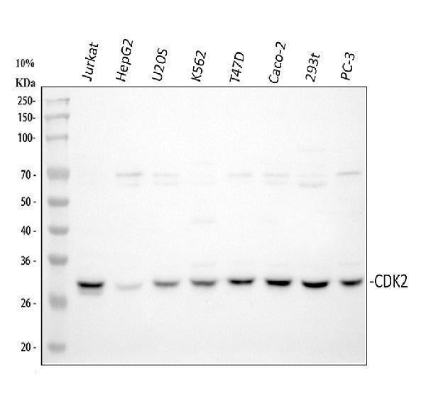 Anti-Cyclin-dependent kinase 2 Cdk2 Antibody Picoband® Boster Bio
