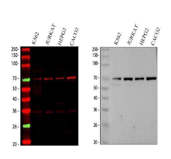 Anti-CD89/FCAR Antibody Picoband® Boster Bio
