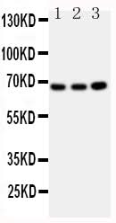 Anti-Guanylate-binding protein 1 GBP1 Antibody Picoband® Boster Bio